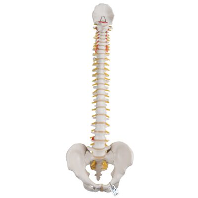 A58-1_01_1200_1200_Classic-Flexible-Human-Spine-Model-3B-Smart-Anatomy-400×400-1.jpg