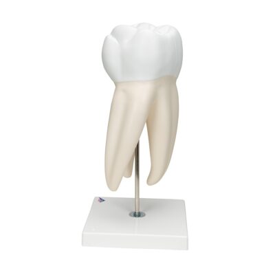 D15_04_1200_1200_Giant-Molar-with-Dental-Cavities-Human-Tooth-Model-15-times-Life-Size-6-part-3B-Smart-Anatomy-400×400-1.jpg