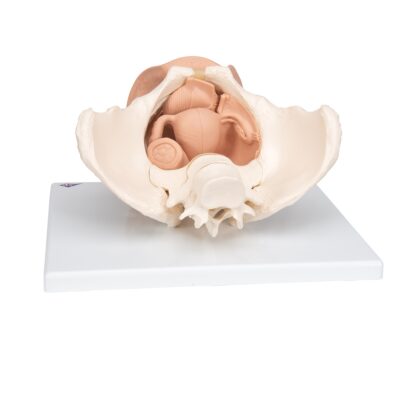 L31_03_1200_1200_Female-Pelvis-Skeleton-with-Genital-Organs-3-part-3B-Smart-Anatomy-400×400-1.jpg
