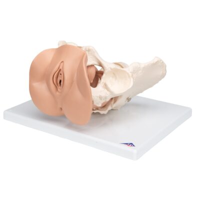 L31_05_1200_1200_Female-Pelvis-Skeleton-with-Genital-Organs-3-part-3B-Smart-Anatomy-400×400-1.jpg