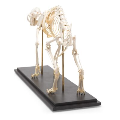 T300281_06_1200_1200_Cat-Skeleton-Felis-catus-Specimen-400×400-1.jpg